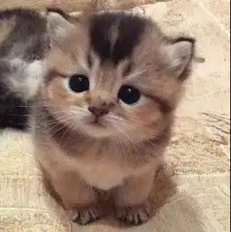 最萌不过小奶猫,好吸上头易上瘾