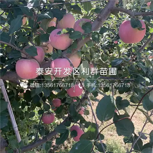 出售山东苹果苗山东苹果苗基地-黄页88网