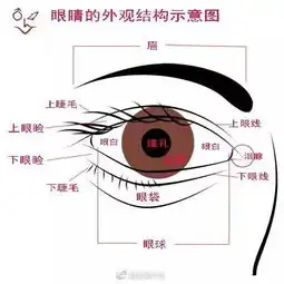 素描头像中眼睛刻画详解