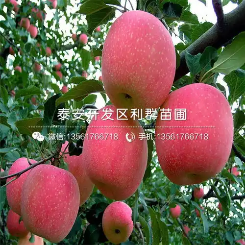 出售苹果树树苗苹果树树苗批发价格是多少-黄页88网