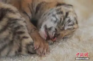云南野生动物园诞生两只东北虎呆萌可爱