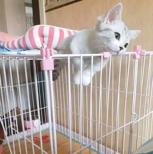宠物店里,小奶猫费尽心思装委屈推销自己妈妈,你就带我走吧