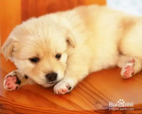 狗狗不吃狗粮怎么办