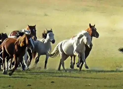 西游记白龙马晚年遭弃,杨洁导演痛心疾首我们欠它一个公道