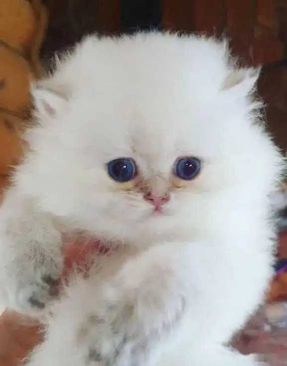 小奶猫洗澡前和洗澡后对比,不忍直视啊