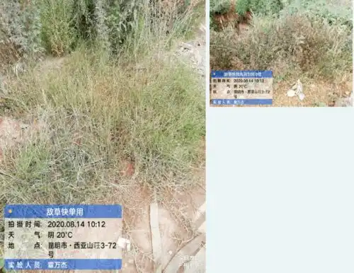 灭生性除草剂丸润r用药少持效长死草彻底还耐雨水冲刷