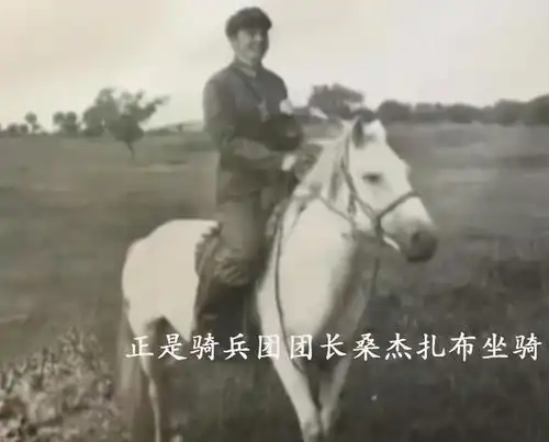 白龙马出身不凡却晚年凄惨,杨洁导演2次探望落泪,为何不救它