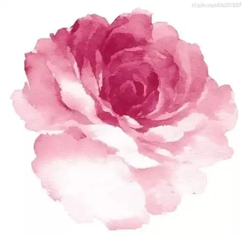 水彩花卉合辑
