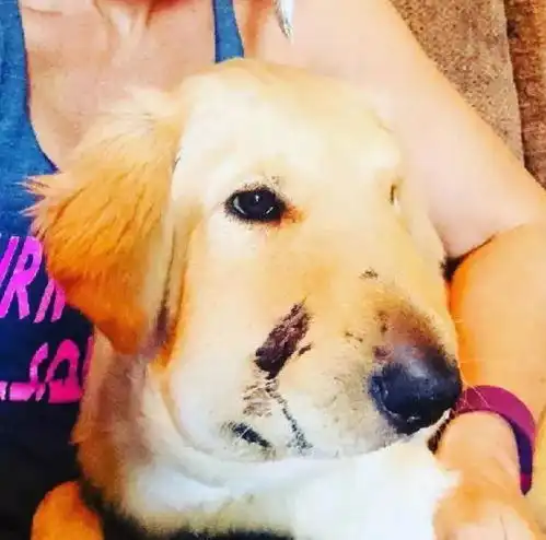 狗坚强火了金毛犬为救主人被响尾蛇咬伤,脸肿了依然微笑