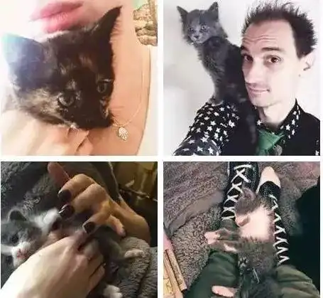 后院神秘冒出的24只小奶猫,网友我也想要一个那样的神奇后院