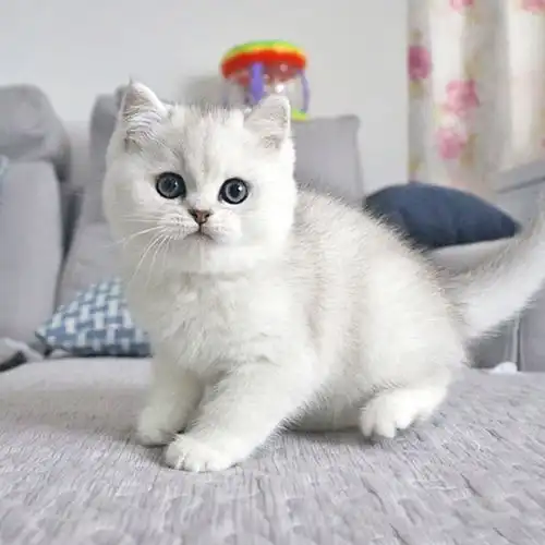 图广东广州英国短毛猫银渐层价格广州宠物猫