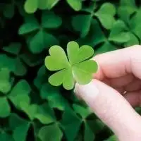 幸运草头像高清微信头像图片大全