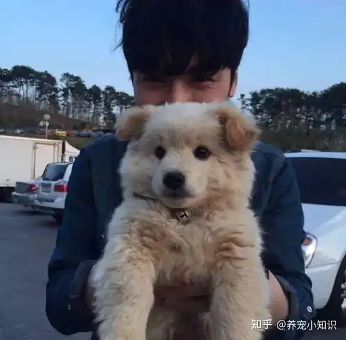 狗狗对你有这6个行为,说明你养对狗了,没白养它