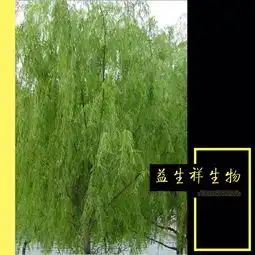 杨兰批发价格
