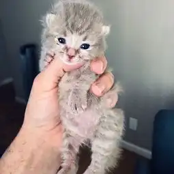 不想养猫,却捡到一只小奶猫,没想到命运就这样被改变了