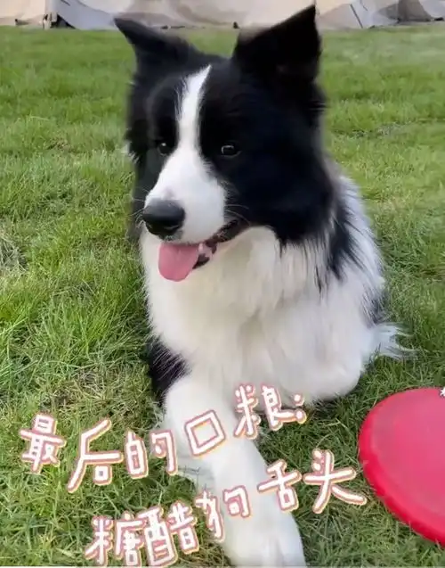 金莎晒男友视角外出游玩,遛狗吃烧烤气色超好称男友很像理想型