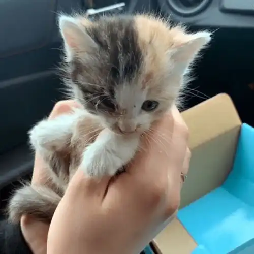 流浪小猫赖上好心小哥,为求收留紧追不放,带回家后发现颜值逆天