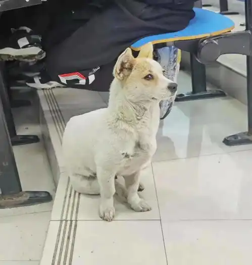合院的鬼马精灵