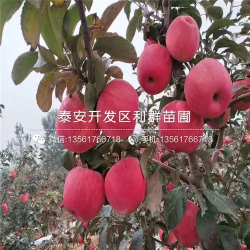 华冠苹果树苗出售2019年华冠苹果树苗价格-黄页88网