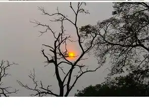 新中式灰黄日出树枝图片设计素材高清模板下载19.64mb电视背景墙大全