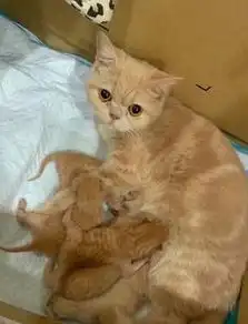 小奶猫刚出生三天就和兄弟打架,被主人制止后,还偷偷地多补一拳