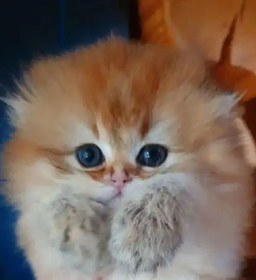 小奶猫洗澡前和洗澡后对比,不忍直视啊