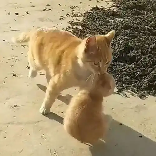 橘猫回家后还带回一只小奶猫,主人这怕不是你的私生子吧