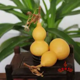 天然手捻葫芦把玩葫芦手捻小葫芦天然葫芦龙头小葫芦文玩葫芦,一品好特惠