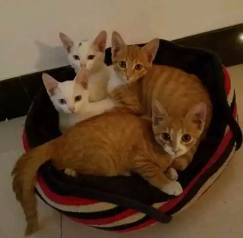 老奶奶街头卖小奶猫,女子询问价格后乐坏了,一口气买了四只