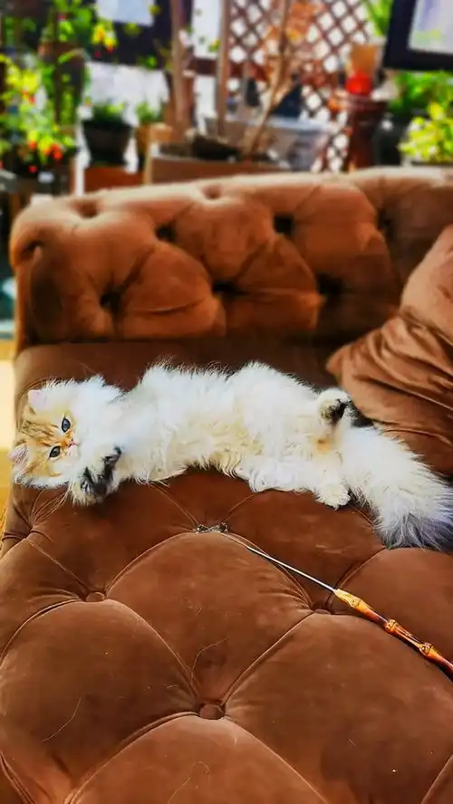 快来看小奶猫在线卖萌