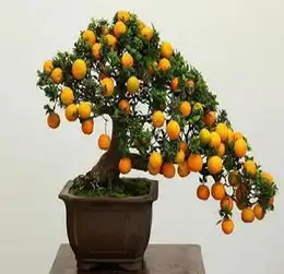 此4种花叫做转运珠,养在家里旺财旺人,养1盆家人健康顺利