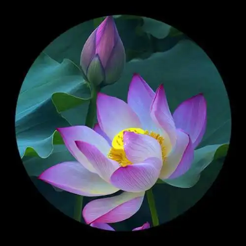 最适合微信头像的图片,超美的花朵组图16p