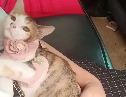 想养宠物就养猫,养猫就养小奶猫资深铲屎官都推荐