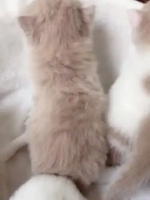 激萌动物家养宠物动物卖萌小奶猫英国短毛猫布偶猫