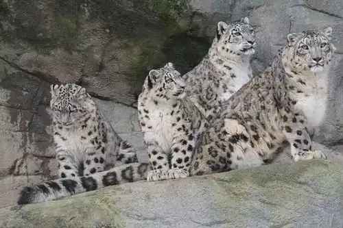 这只大猫,是世界最高冷的佛系游侠