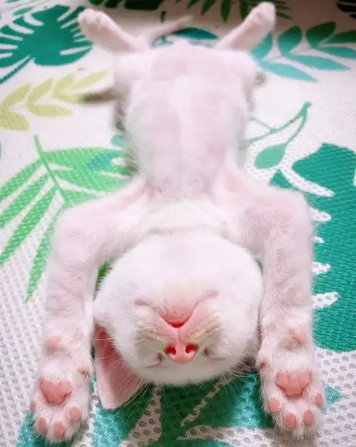 露肚皮坦荡荡是小奶猫的专属睡姿,看着真是忍不住想要揉把小肚肚