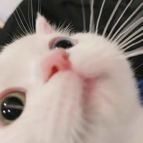 单身狗必备的微信头像