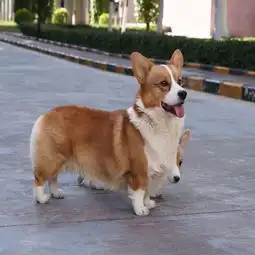 图广州南沙哪里有出售柯基幼犬的柯基犬销售价格广州宠物狗