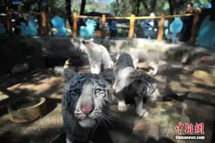 云南野生动物园5只小白虎与游客见面