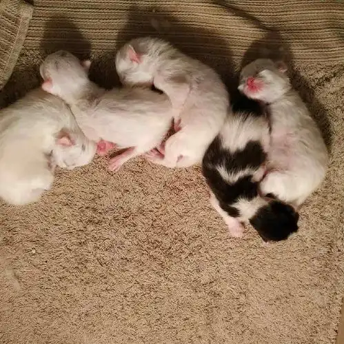 华懋宠物医院小奶猫应该是上天赐予人类的瑰宝了,生动诠释什么叫萌即是正义