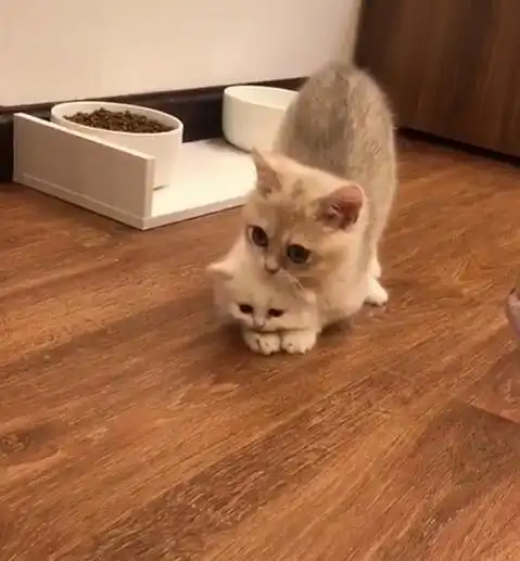 主人带回一只小奶猫,原住民天天抱着,网友把小猫当童养媳了
