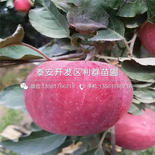 仙桃黄页88网
