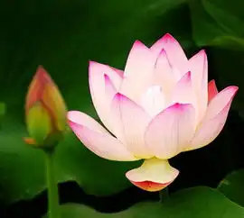 华西医院心内科王勉执着一念,方为菩提