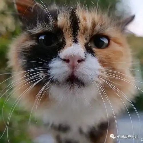 高冷的街头猫大哥,宠溺后辈小奶猫超甜范