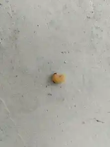 红头白色蠕虫是什么虫子