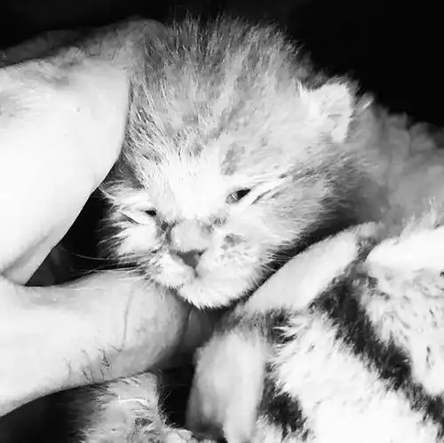 不想养猫,却捡到一只小奶猫,没想到命运就此改变