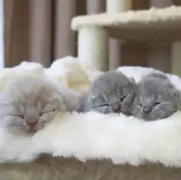 小猫成长记,每一刻都是美好的爱