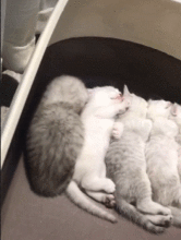小奶猫看到兄弟姐妹睡成一排,自己也要加入进来,喵队形不能乱