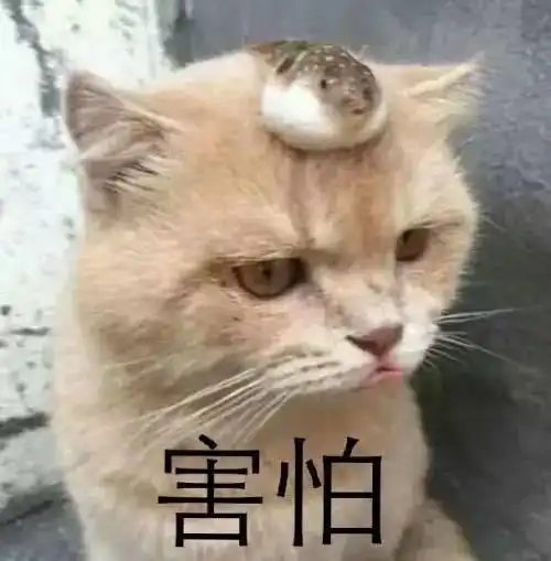 养猫,你真的做好准备了么养猫很难的