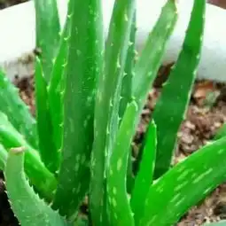 小腿假肢的选择标准第002号